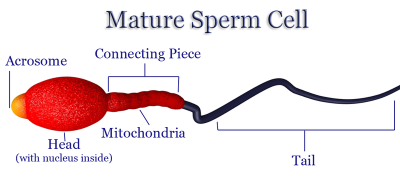 SPERM MODEL SPERM MODEL