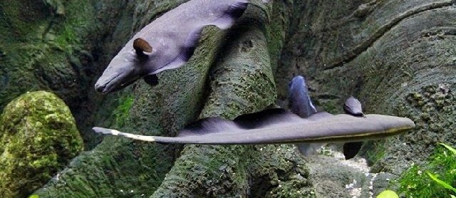 Budidaya Ikan Black Ghost dalam Kolam dan Akuarium