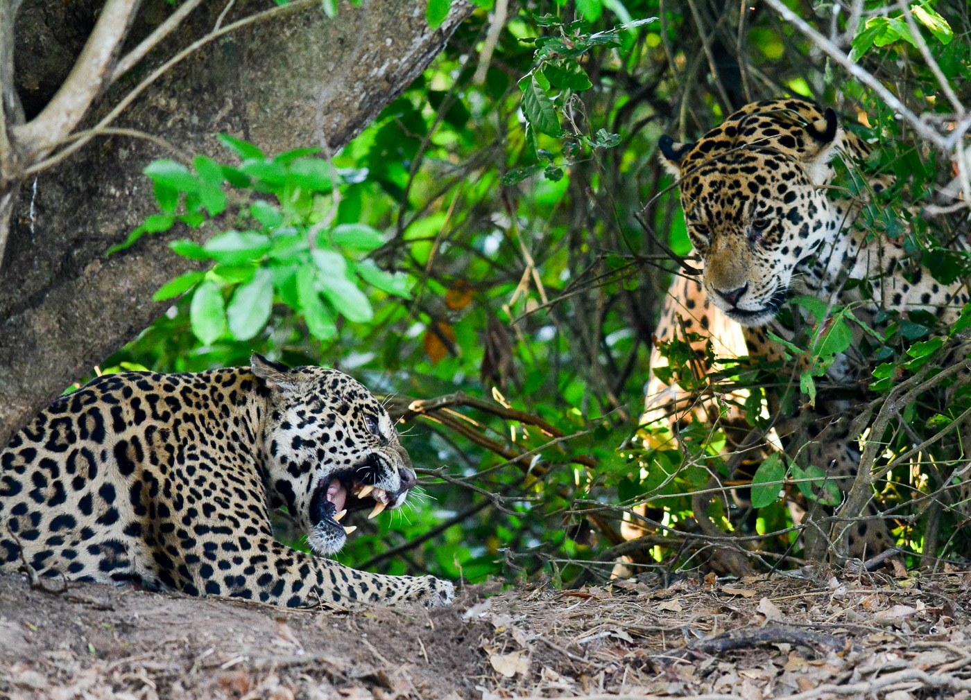 World Travel - Marc & Peggy Faucher: Jaguar Jackpot!