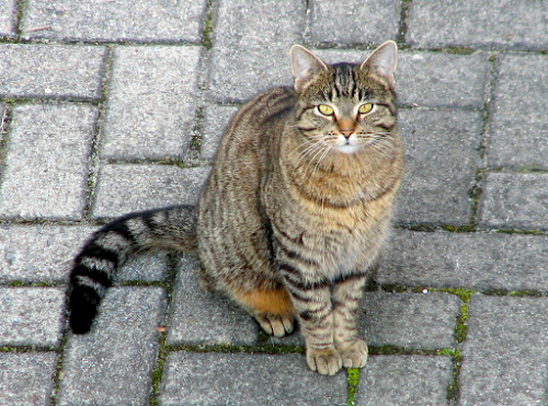 How to Make Your Cat’s Hair Longer Naturally How to Make Your Cat’s Hair Longer Naturally