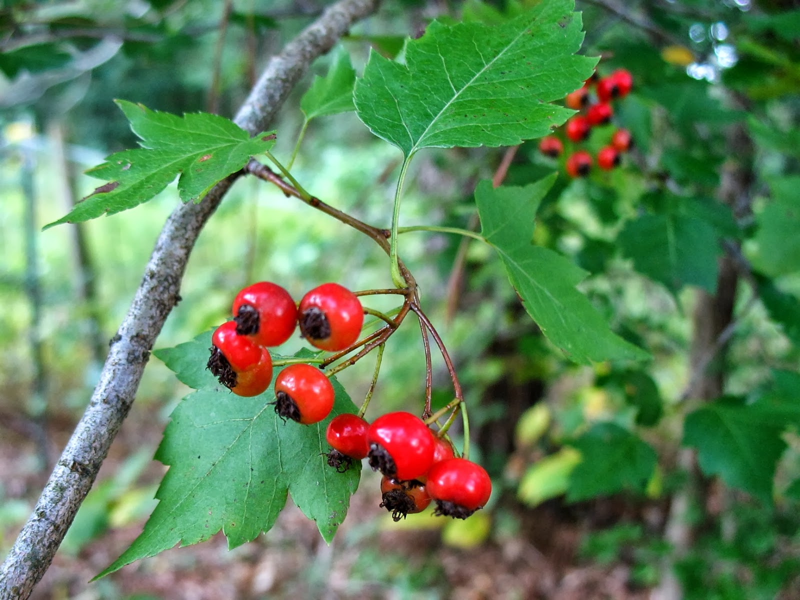 Using Native Plants September 2013
