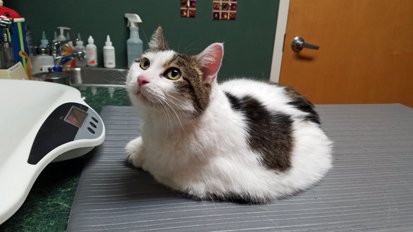 image of Olivia the White Farm Cat looking from the exam table at the vet's office