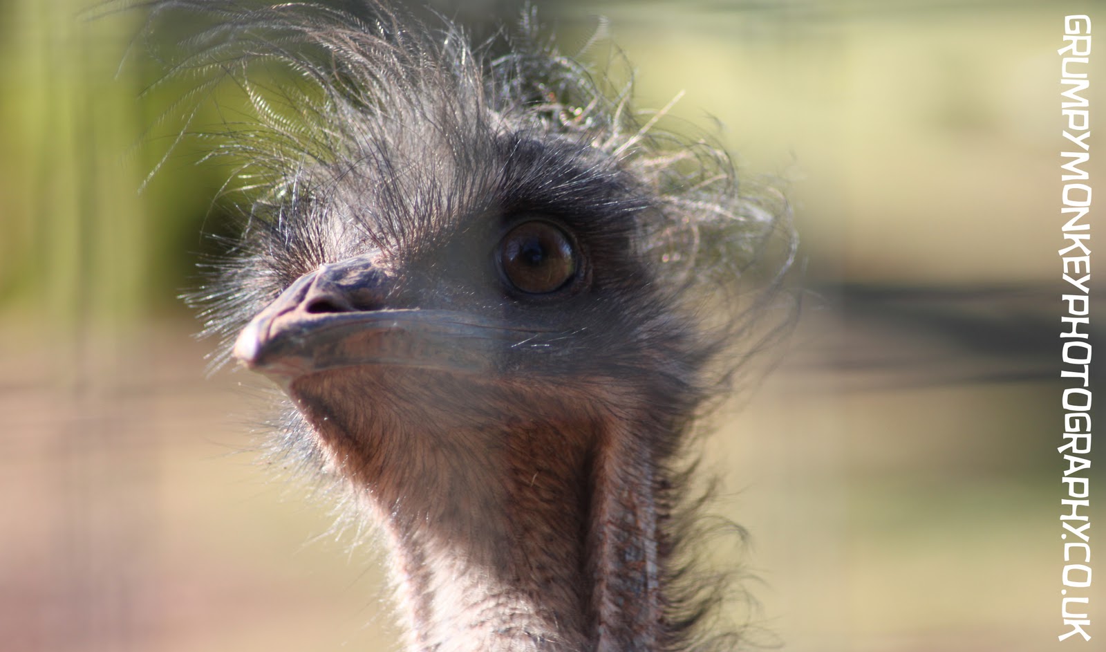 Grumpy Monkey Photography: Post 3 - Trip to Paignton Zoo..Devon