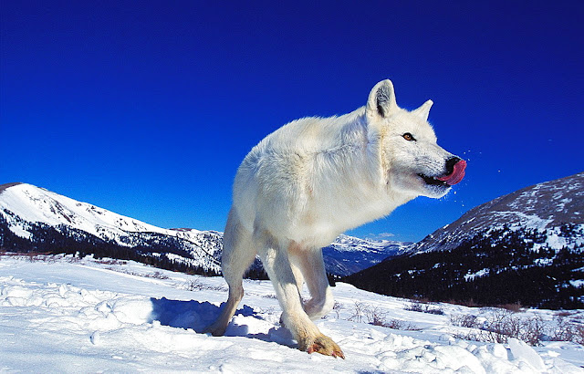 Awesome Shot of an Arctic White Wolf #wolf #animals #adorable #wildlife #nature