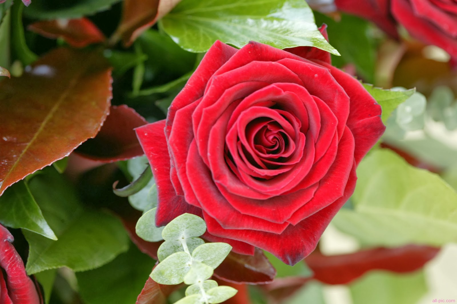 صور ورد 2014 حلوة , صور وردة حمراء جميله شاهد وحمل