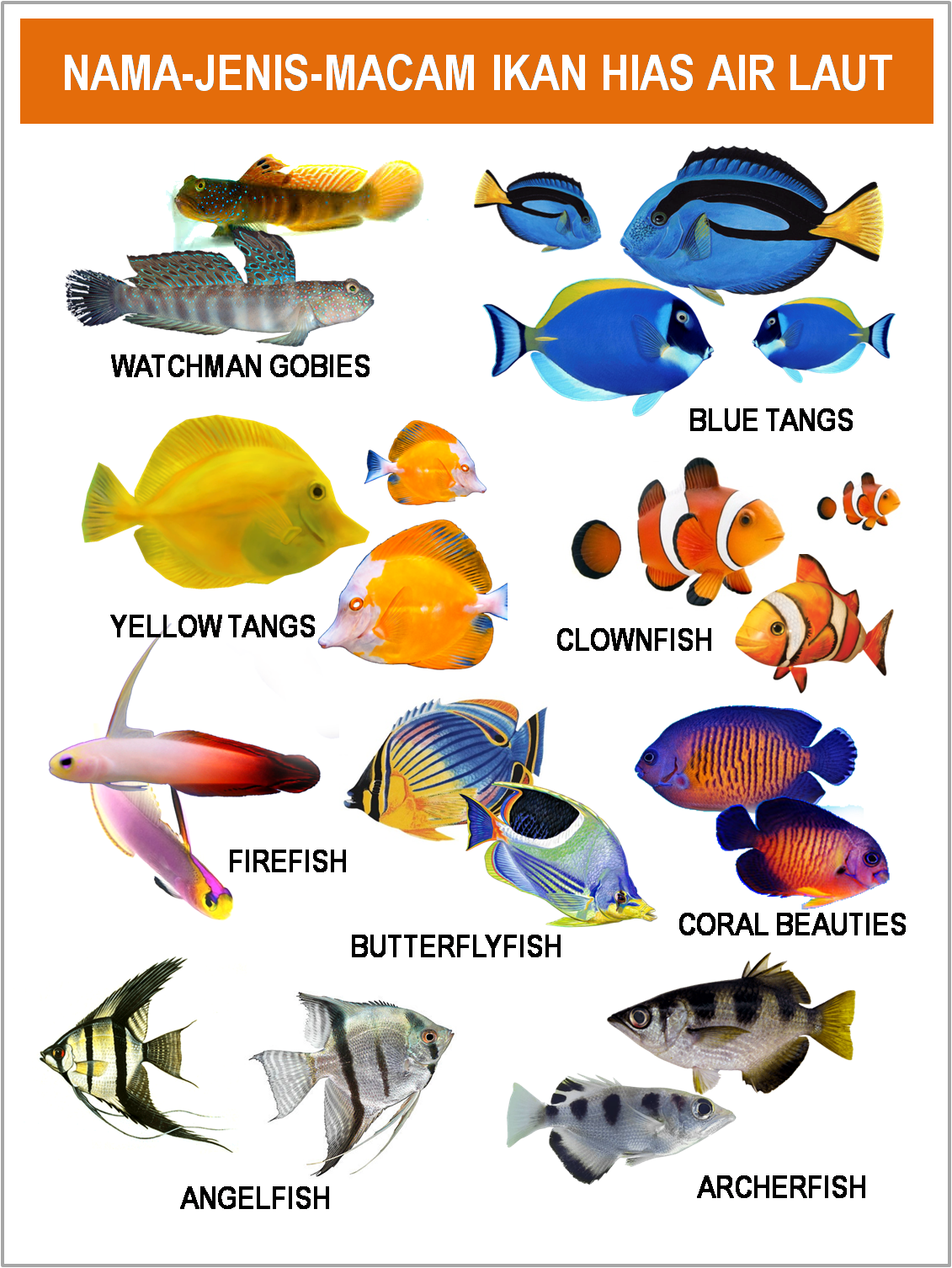 30+ Nama Dan Gambar Ikan Hias Kecil