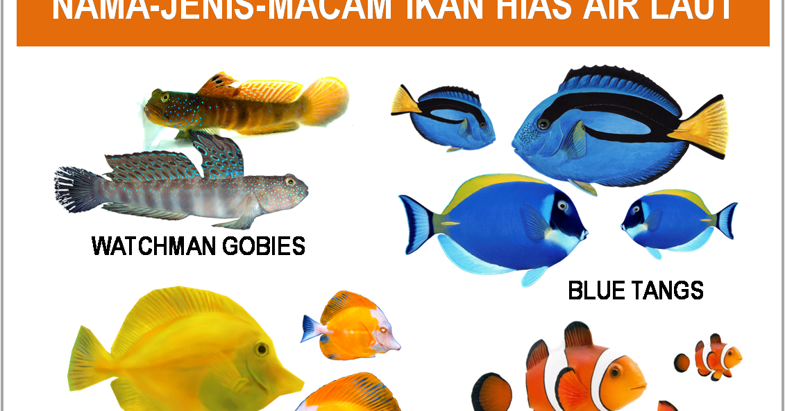 Jenis Jenis Ikan Hias Dan Namanya Aneka Ikan Hias