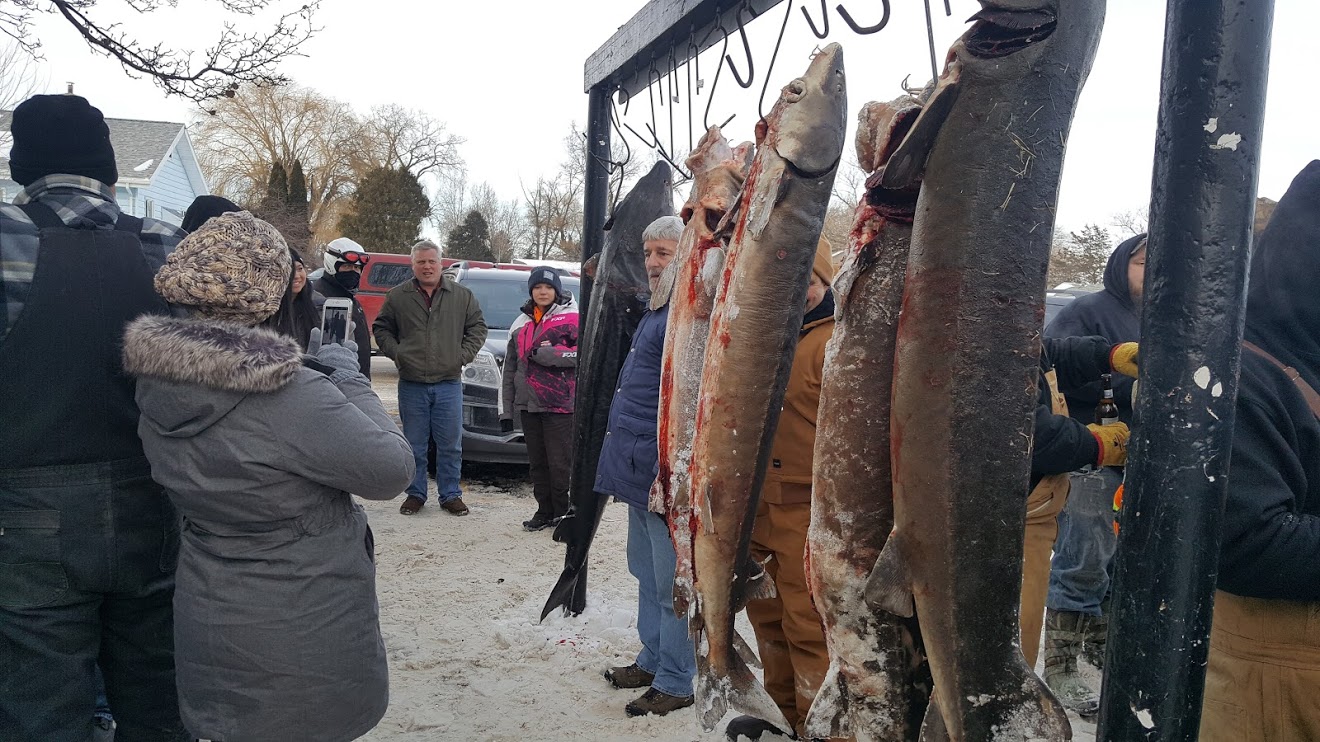 the Grabers Sturgeon festival