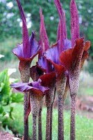 Konjak (amorphophallus konjac)