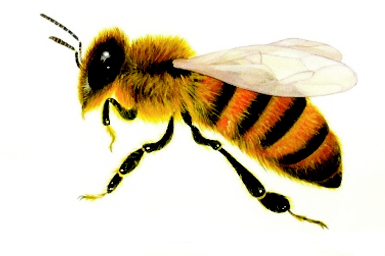 Внешнее строение медоносной пчелы