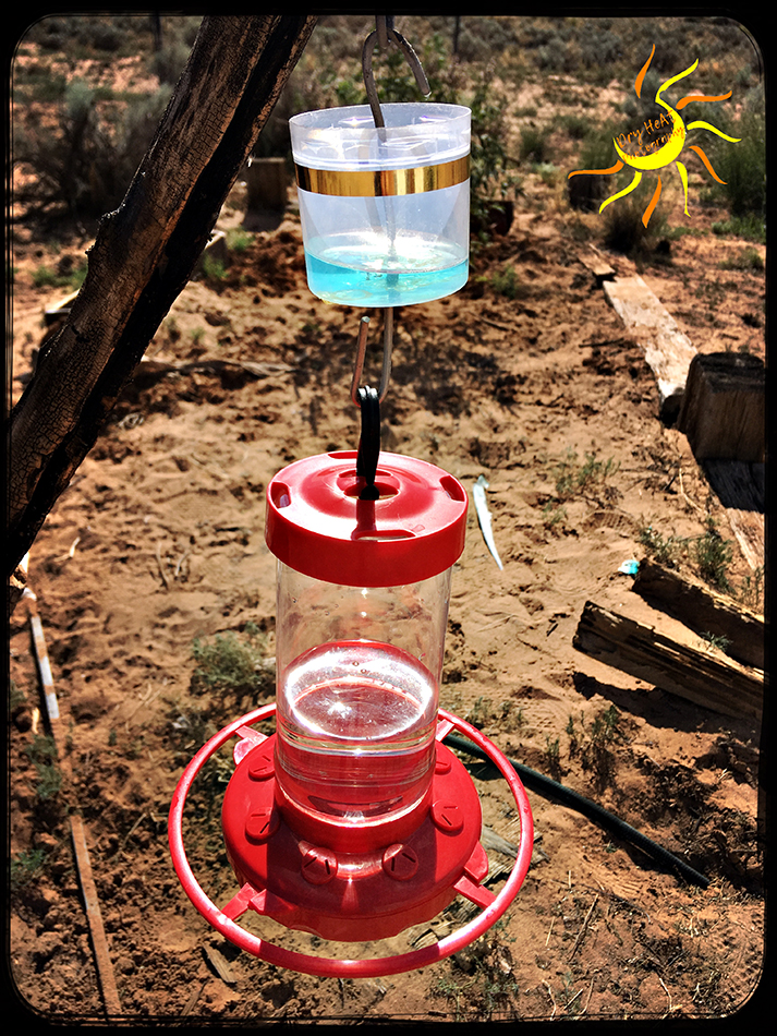 Simplicity Journal The Best Way To Keep Ants Out Of Hummingbird