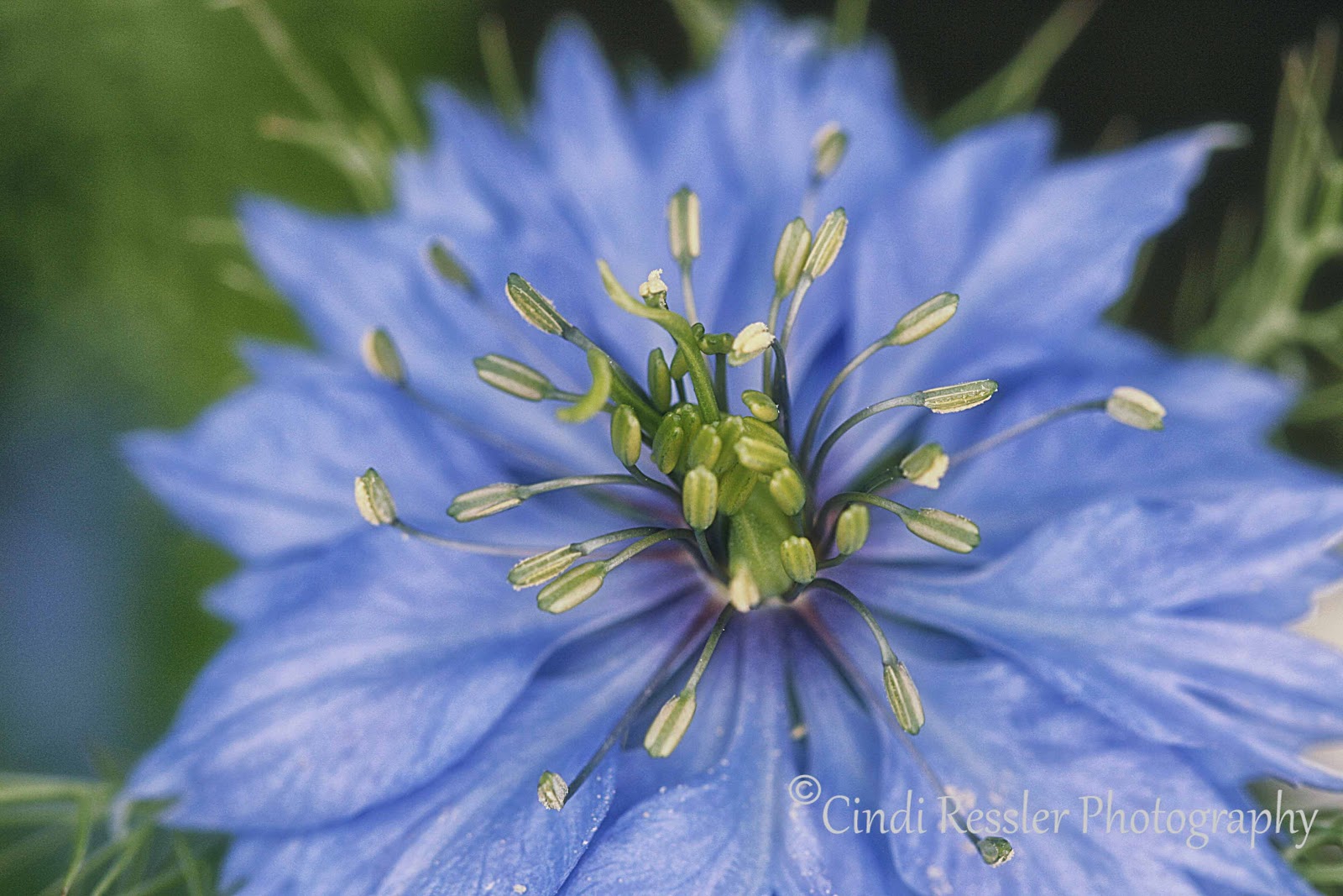 Cindi Ressler Photography Flower Power Friday....featuring Love in the