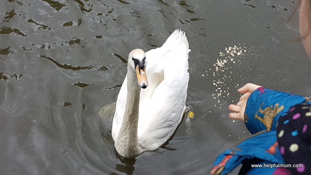 Feeding the swans