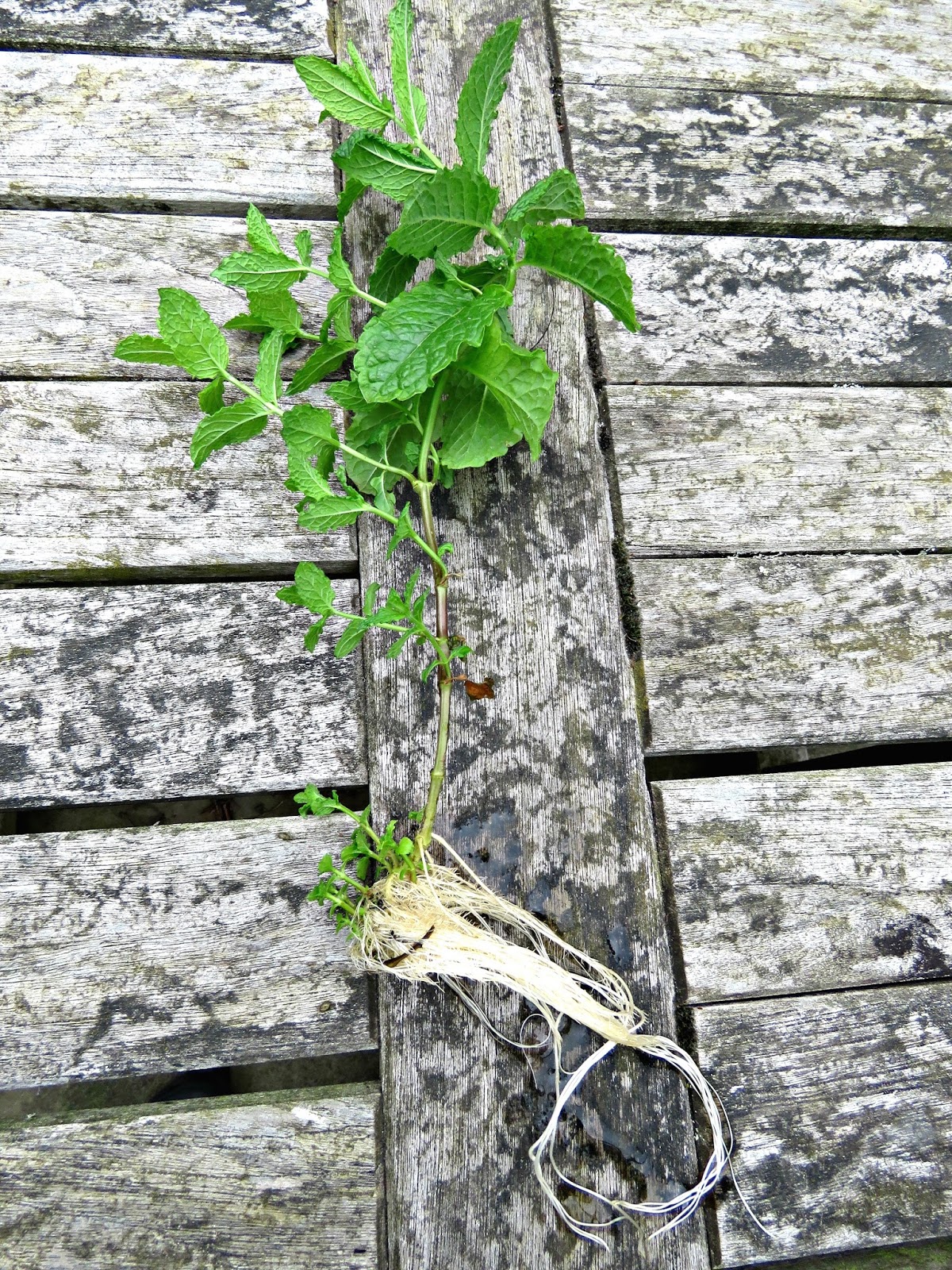 just saying Growing Mint