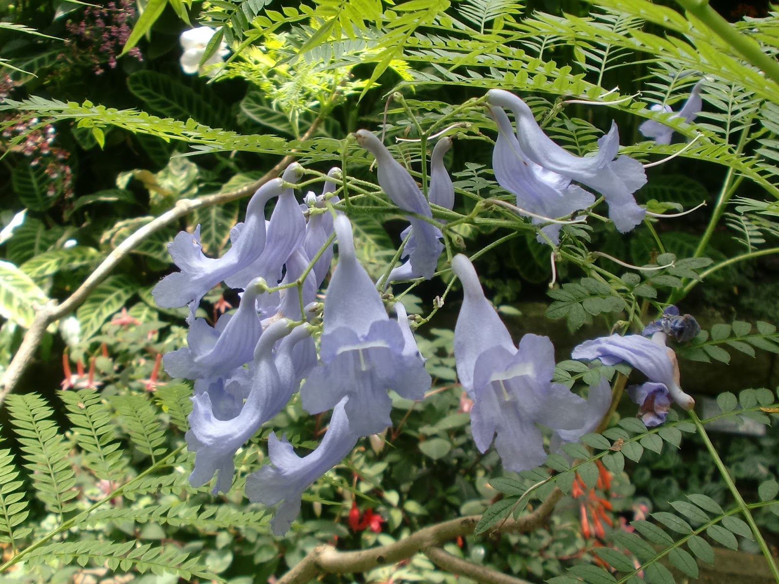 ６０歳で無職の優雅な日々 ジャカランダ ミモシフォリア Jacaranda Mimosifolia