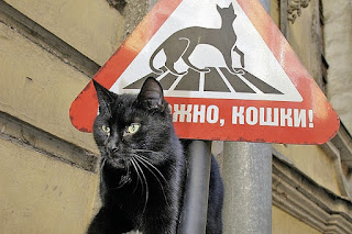 Блог Кота Васьки Осторожно, кошки!
