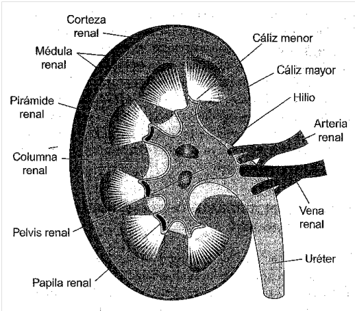 Understand to learn: Resumen 1 SISTEMA RENAL Y URINARIO