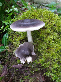 fungi,olants,stumpery,