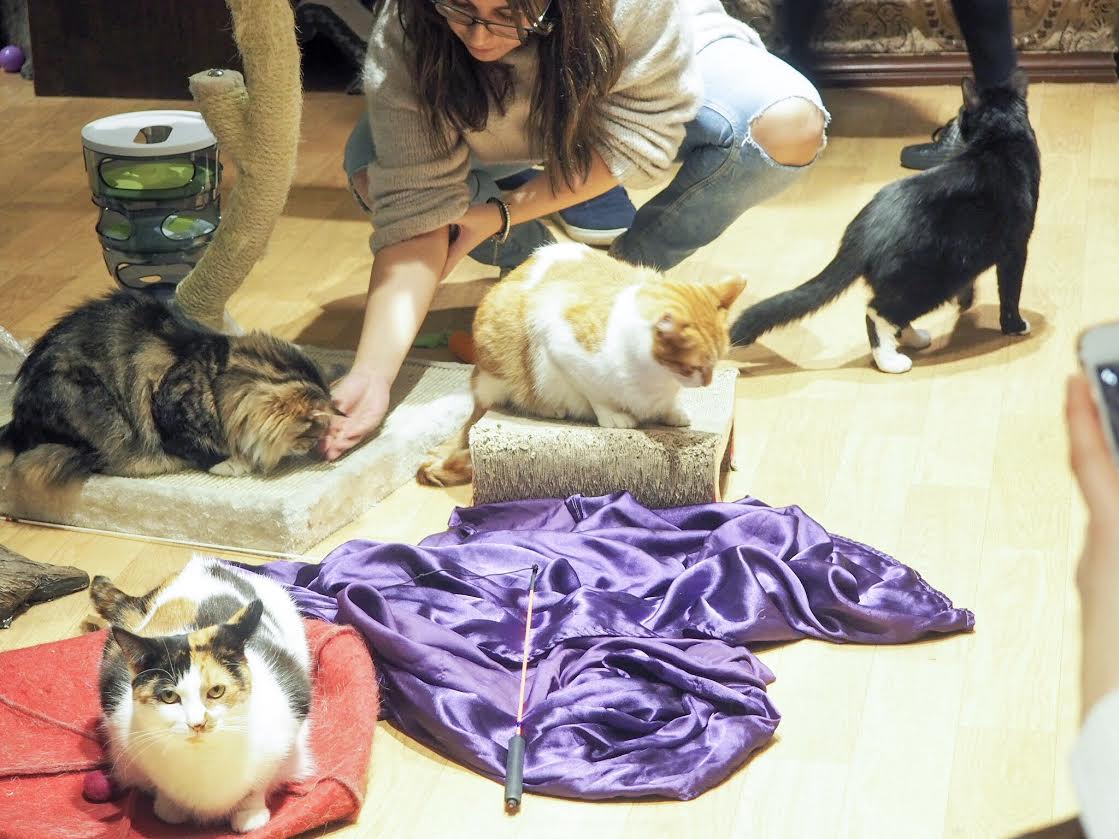 Lady Dinah's Cat Emporium cats