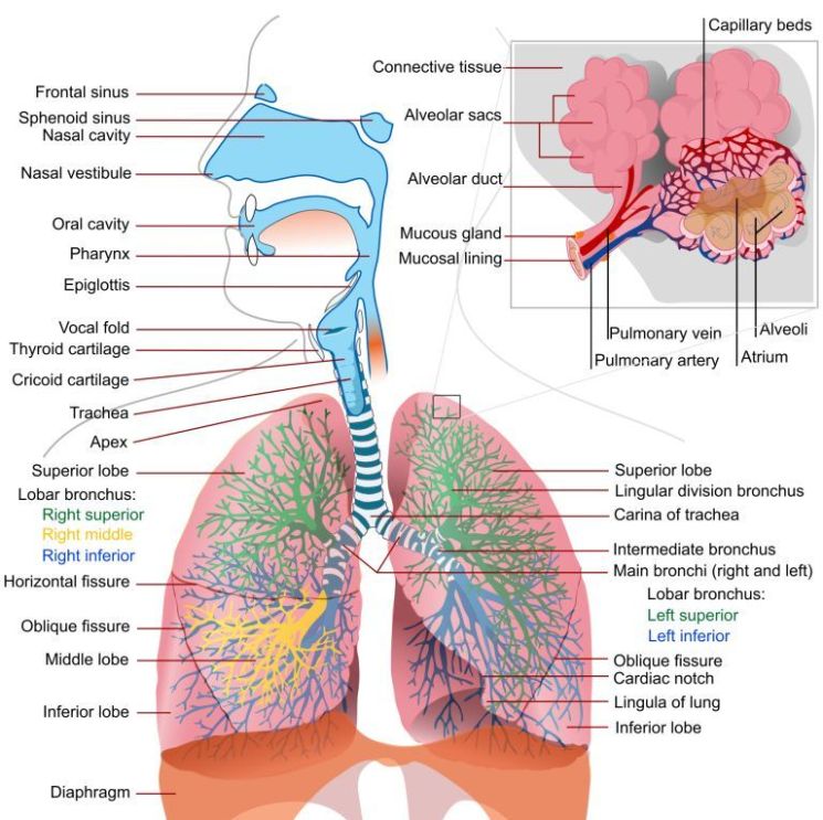 MedicalSurgical Nursing Respiratory structure