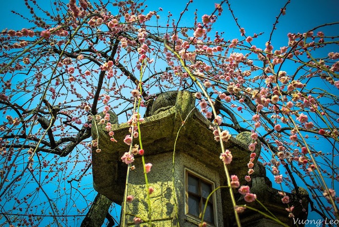 [Image: Mua-hoa-man-bung-no-o-Nhat-Ban-7.jpg]