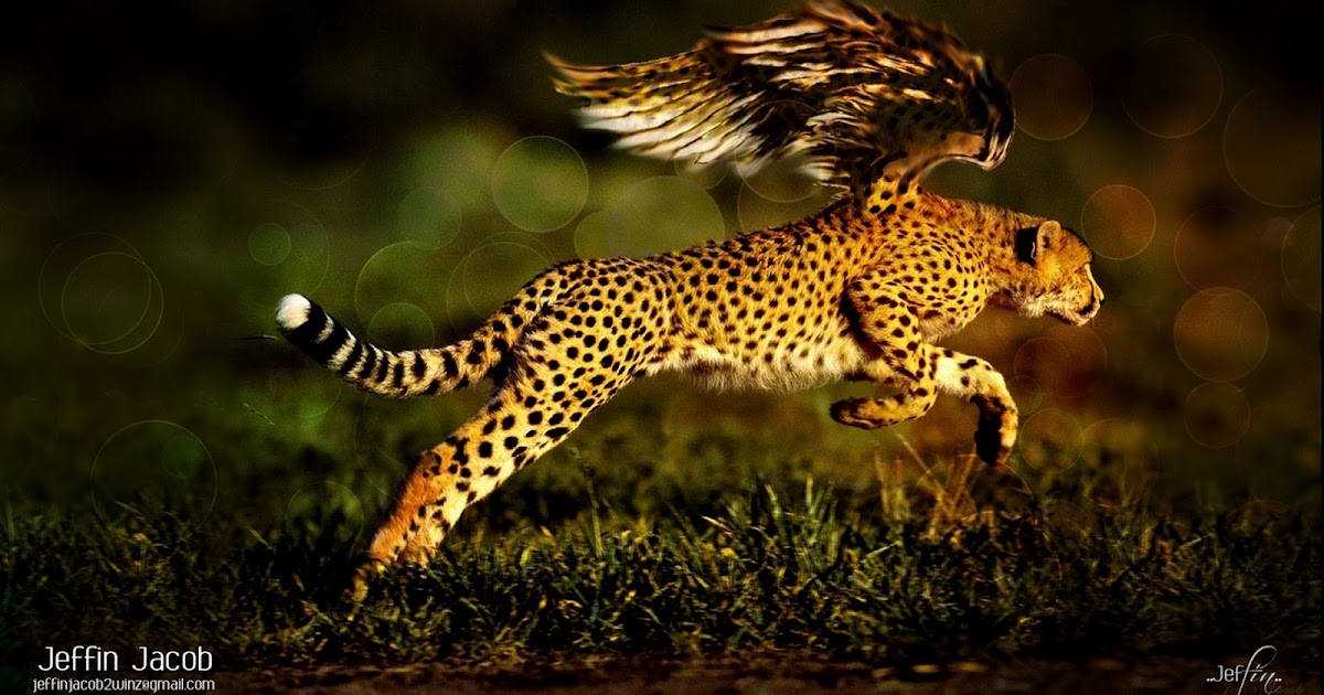 أفضل خلفيات كمبيوتر حجم كبير Hd Wallpapers For Windows