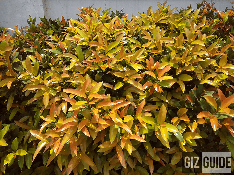 Cherry Mobile Flare XL Plus Review The Affordable Contender