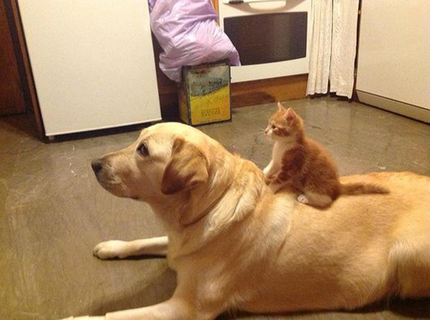 Xem xong chùm ảnh này, ai dám bảo rằng chó với mèo ghét nhau như kẻ thù nào?