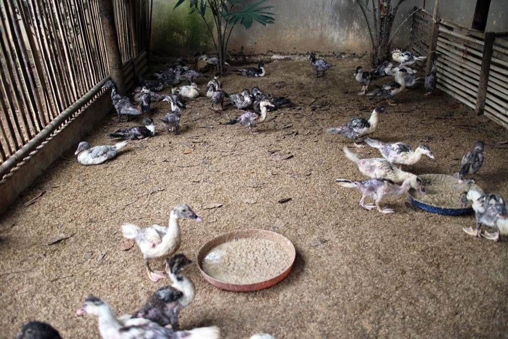 Contoh Desain Kandang Ternak Entok yang Baik