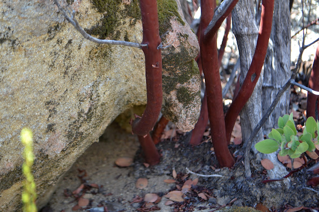 manzanita in the rocks