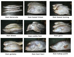 Bisnis Ikan Bisnis Ikan