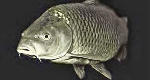 Grass,Grass Carp