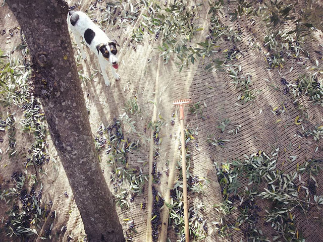 A dog under an olive tree during the harvest 2015