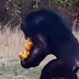 Изобретателност по маймунски. Как шимпанзе носи 12 портокала (видео)