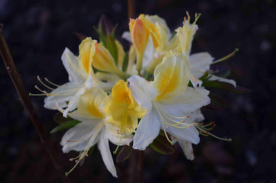 Rhododendron Northern Lights-Gruppen 'Nortern Hi-Lights'