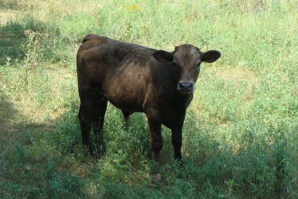 Ussery Beefalo: New Calves