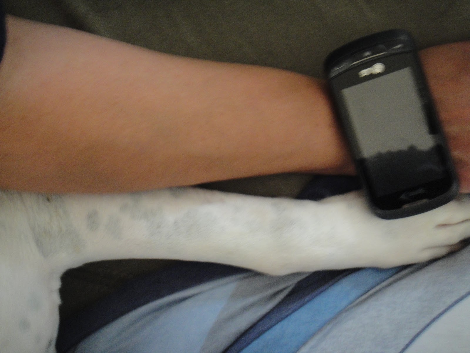 AP Bio Blog - 2012: Homologous Structures