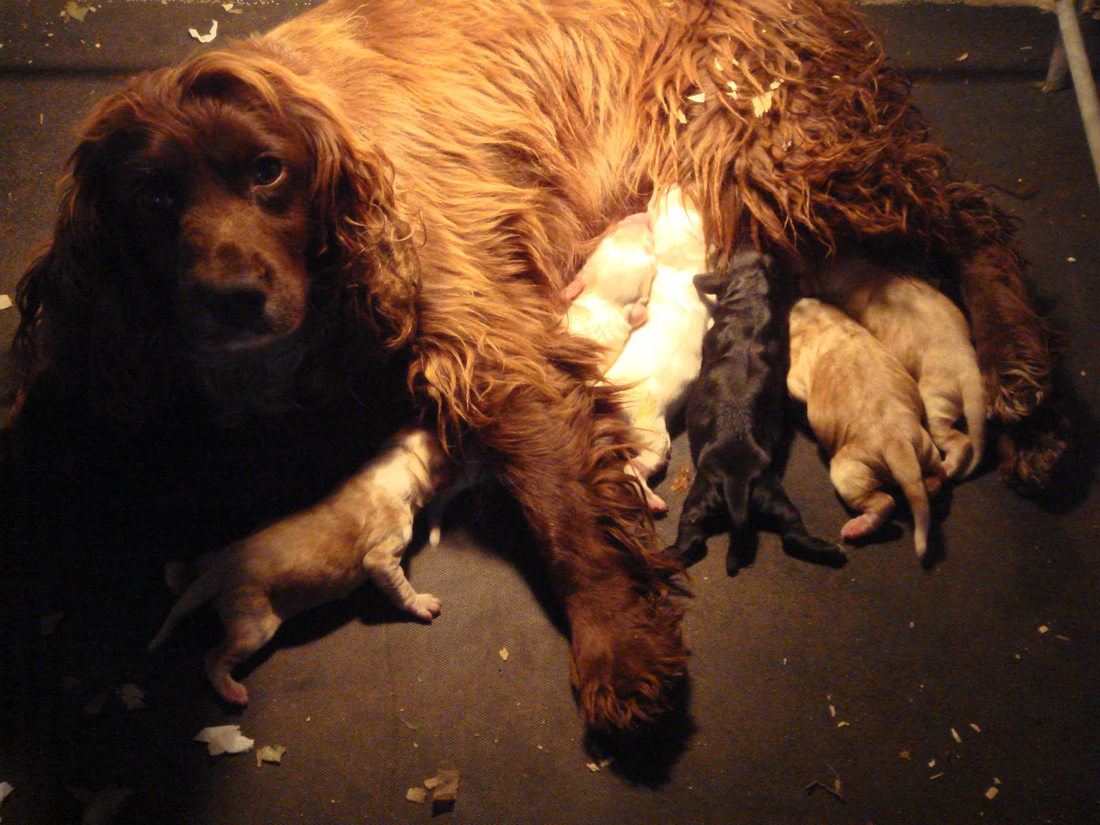 Cuckavalda Gundogs North Yorkshire Coco and her cocker spaniel pups