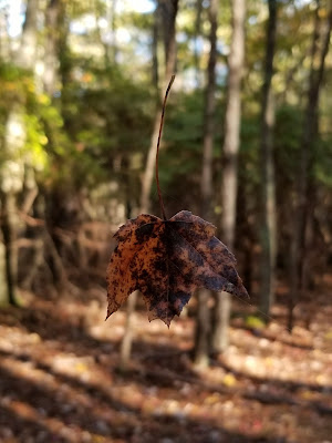 fall, spider web, web, leaf, nature