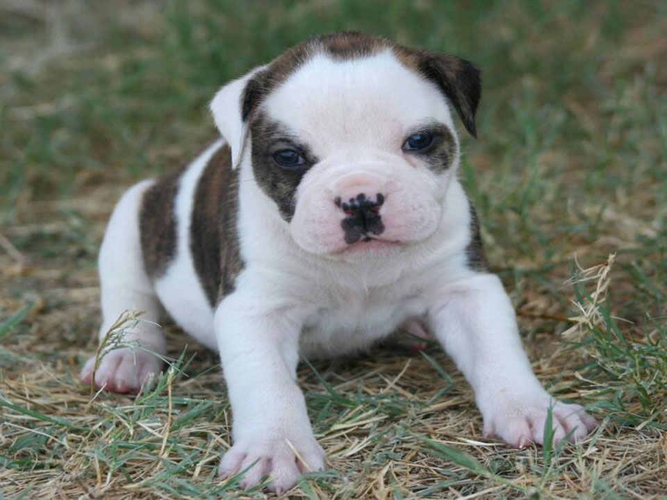 Cute Pictures of American Bulldog Puppies