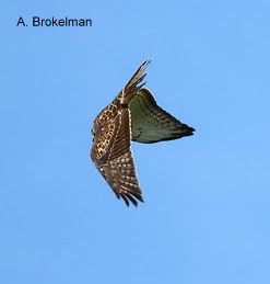 Broad-winged Hawk