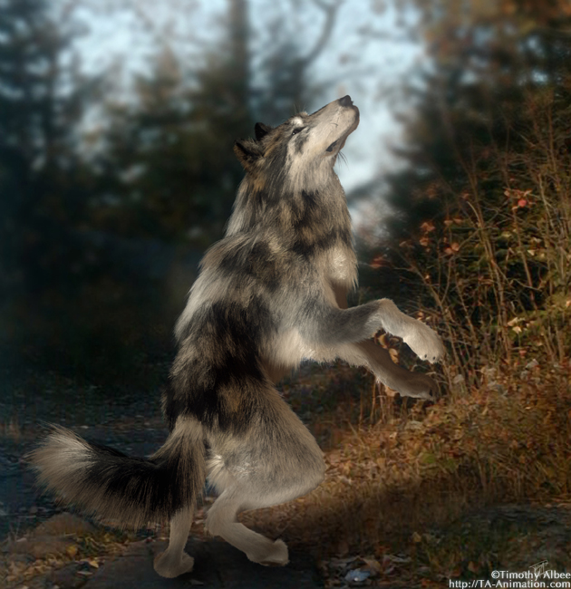 Танцующий волк песня