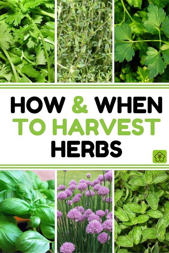 G 4 Gardening Learn How and When to Harvest Your Herbs