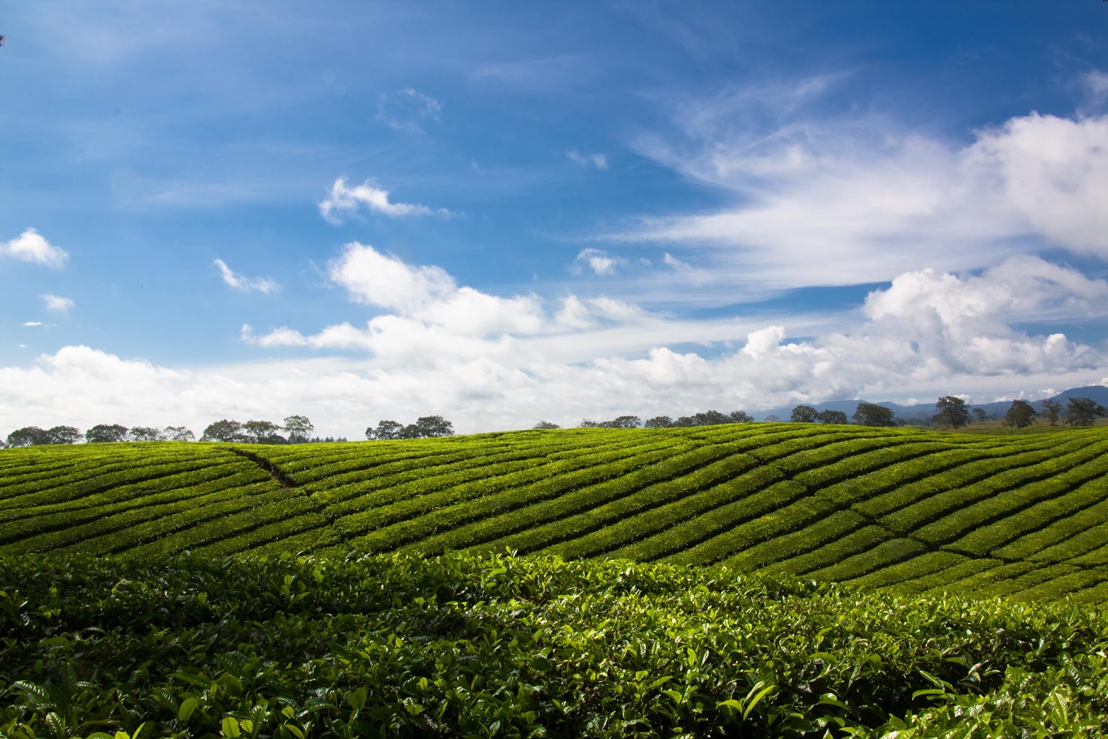 Kebun Teh Kemuning