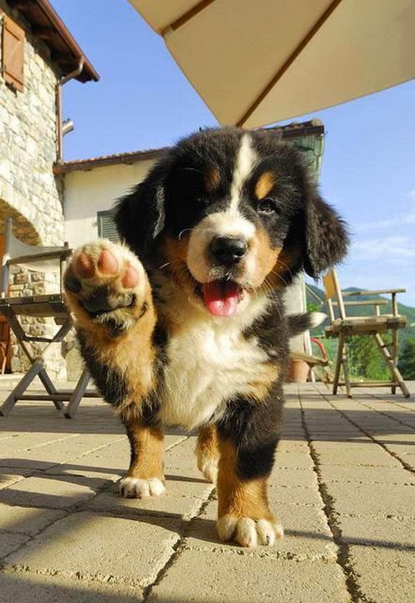 Cute dogs - part 11 (50 pics), puppy waves his paw