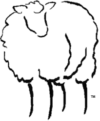 Traditional 1927 Shetland Sheep