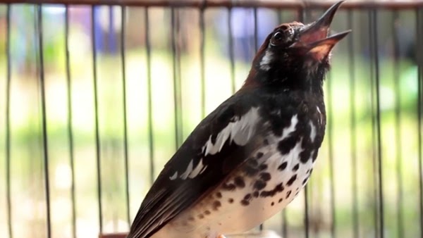 Cara Memahami Kondisi Birahi Burung Anis Kembang