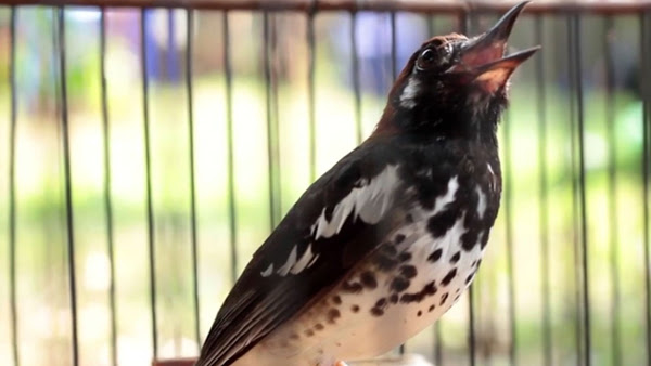 37+ Burung anis kembang betina terbaru