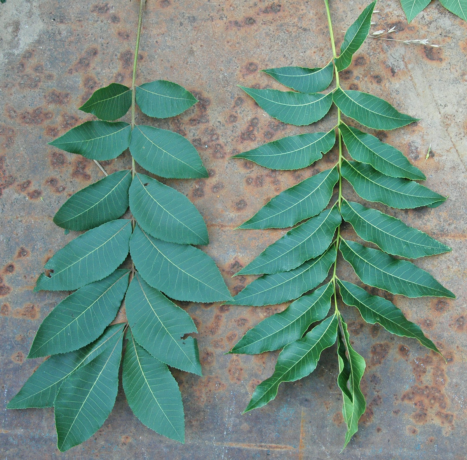 Northern Pecans Pecan seedling or grafted tree How to tell the difference