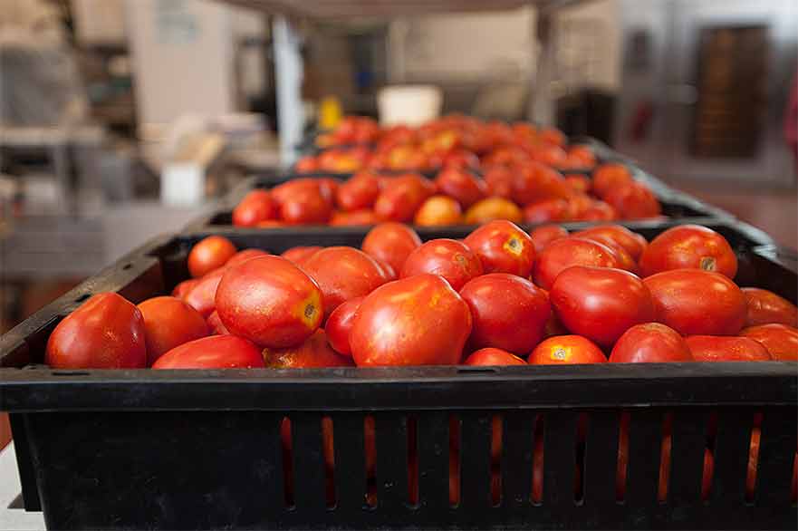 Ghana’s Tomato Processing Industry An Attractive Investment Option in